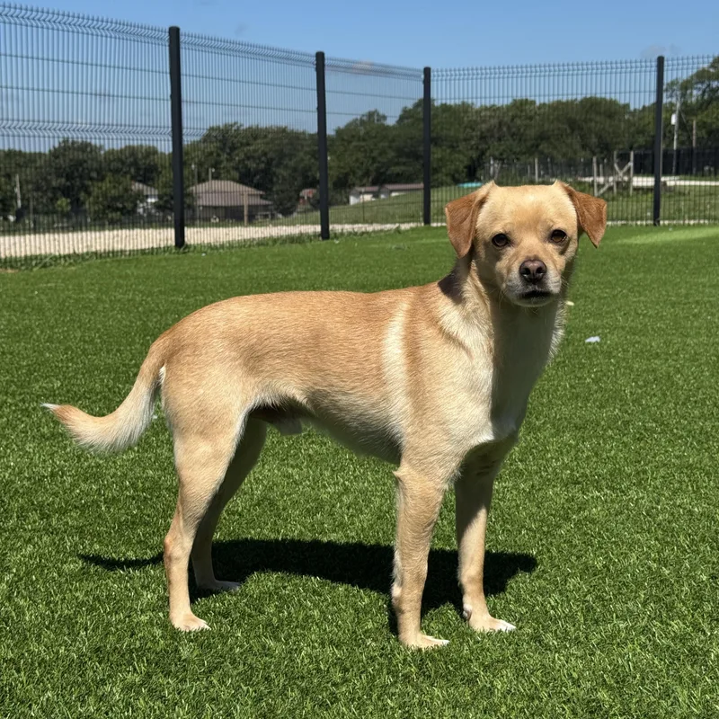 An adult small-sized male Chihuahua dog named Momo for adoption in Auburn, NE