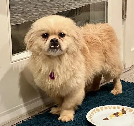 An adult small-sized male White / Cream Pekingese dog named Fletchy for adoption in lynnwood , WA