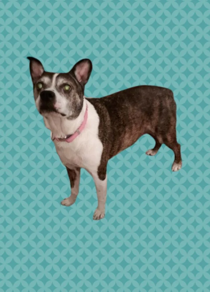 Rocky Wisdom Crossville  thumbnail 5