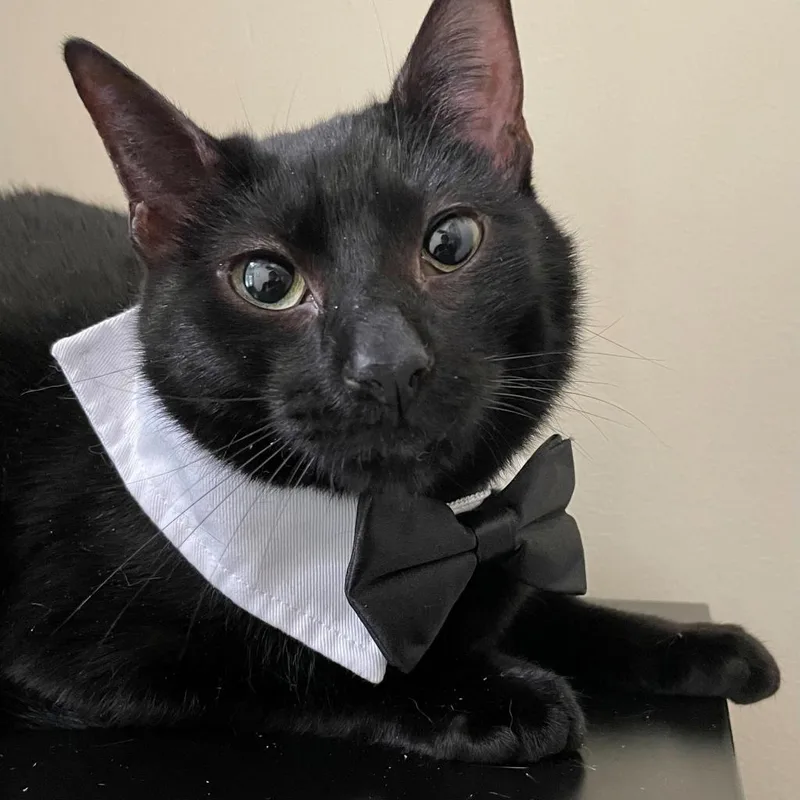 An adult small-sized female Black Domestic Short Hair cat named Toothless for adoption in Howard beach, NY
