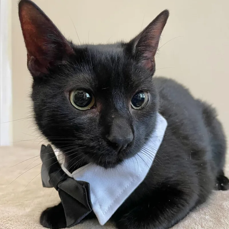 Toothless thumbnail 3