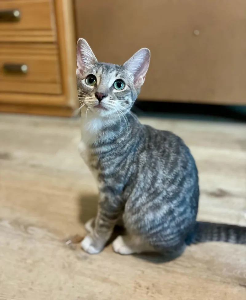 Possum thumbnail 5