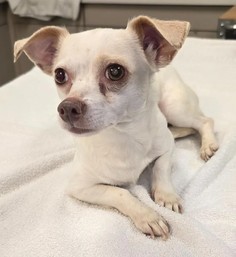 An adult small-sized male Chihuahua dog named Nugget for adoption in Murphysboro, IL