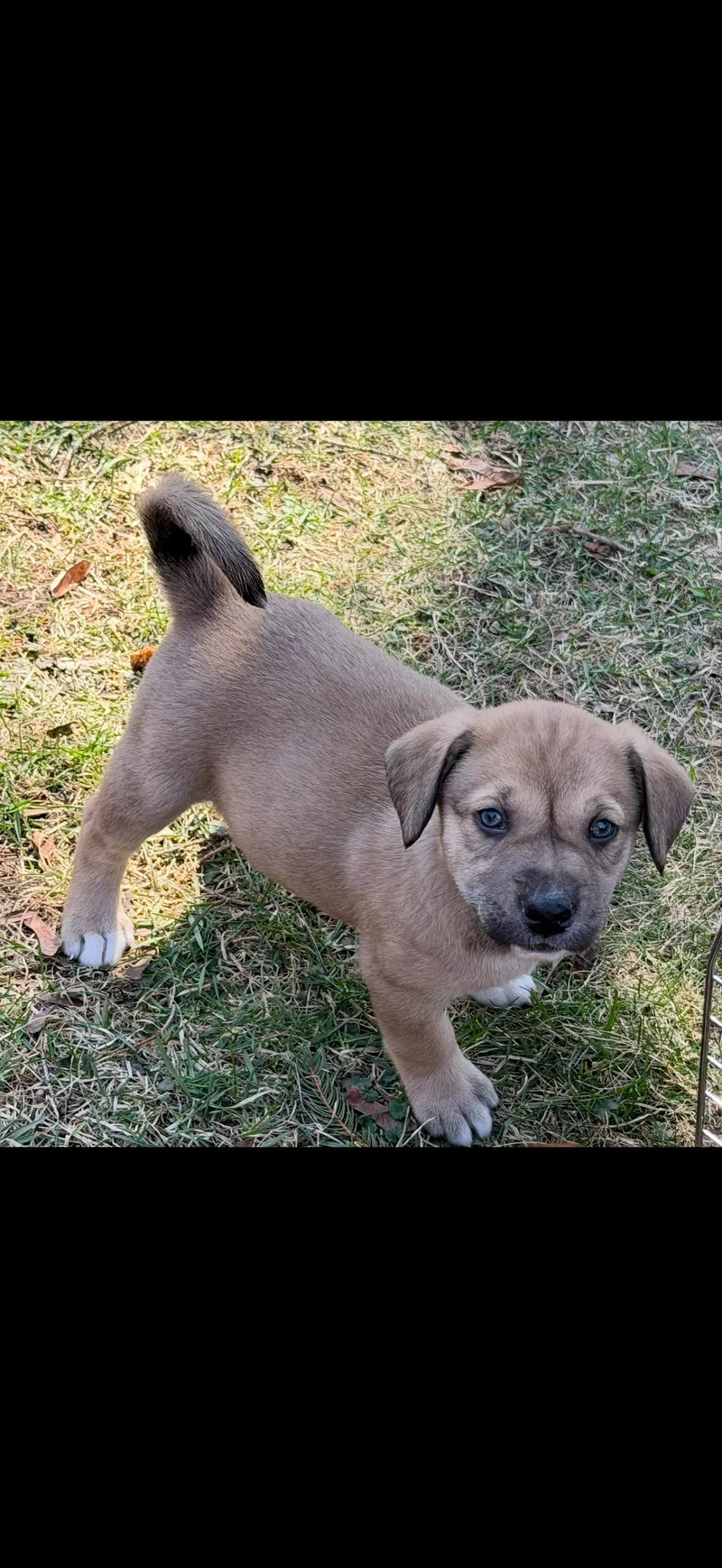 A baby medium-sized male Brown / Chocolate Labrador Retriever dog named Ember for adoption in Union Grove, WI