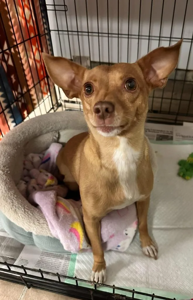 An adult small-sized female Terrier dog named Kloe for adoption in Lemoore, CA