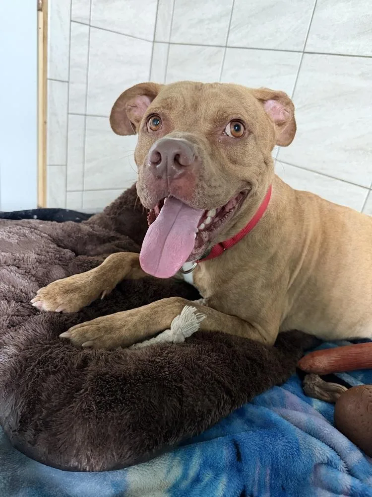 An adult medium-sized male Tricolor (Brown, Black, & White) Mixed Breed dog named Luca for adoption in Xenia, OH