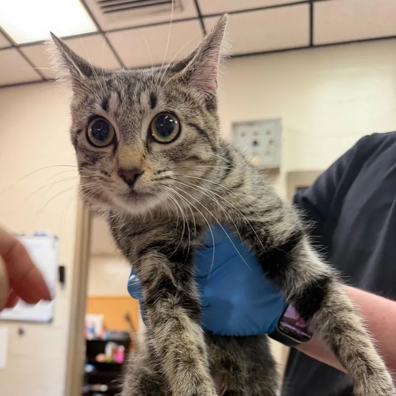 A young medium-sized female Brown / Chocolate Domestic Short Hair cat named Hazel for adoption in Birmingham, AL