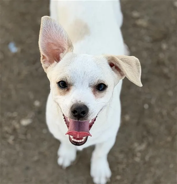 A young small-sized male Chihuahua dog named Blonde for adoption in Bakersfield, CA