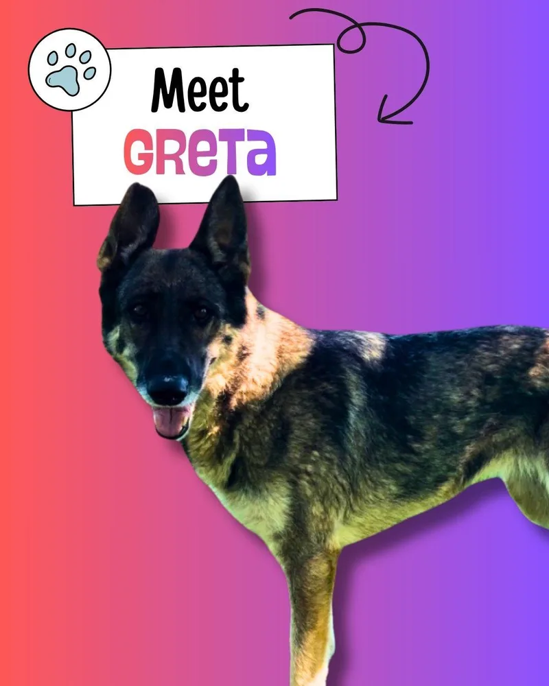 An adult large-sized female Bicolor German Shepherd Dog dog named Greta for adoption in Sulphur, KY