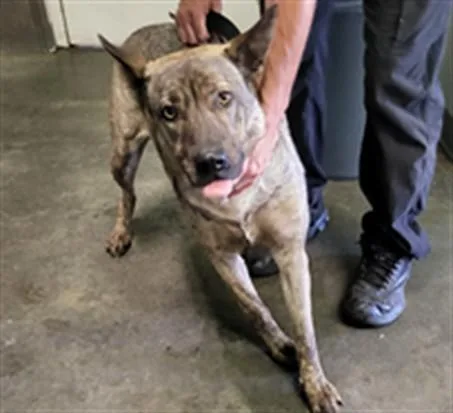 An adult large-sized female German Shepherd Dog dog named Lola for adoption in Los Angeles, CA