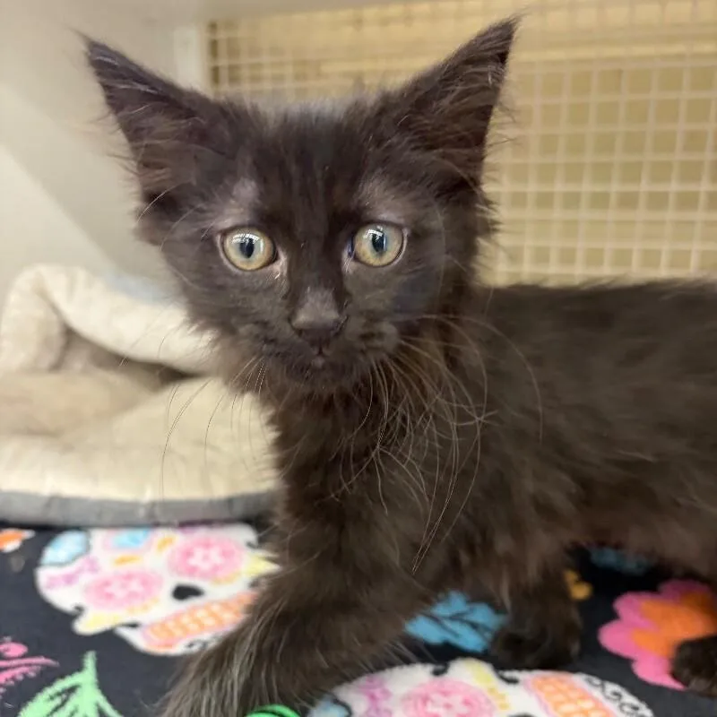 A baby medium-sized female Domestic Long Hair cat named Red Velvet for adoption in Roanoke, VA