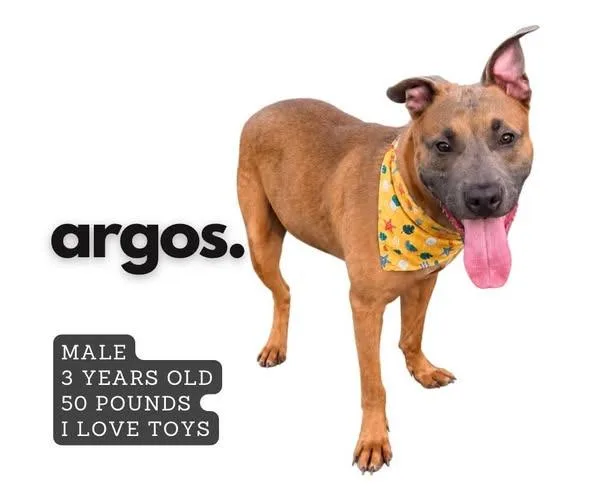 An adult large-sized male Pit Bull Terrier dog named Argos for adoption in Ashland, KY