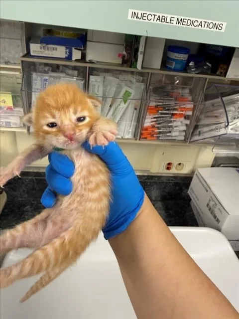 A baby small-sized male Orange / Red Domestic Short Hair cat named Jimmy for adoption in Woodland, CA