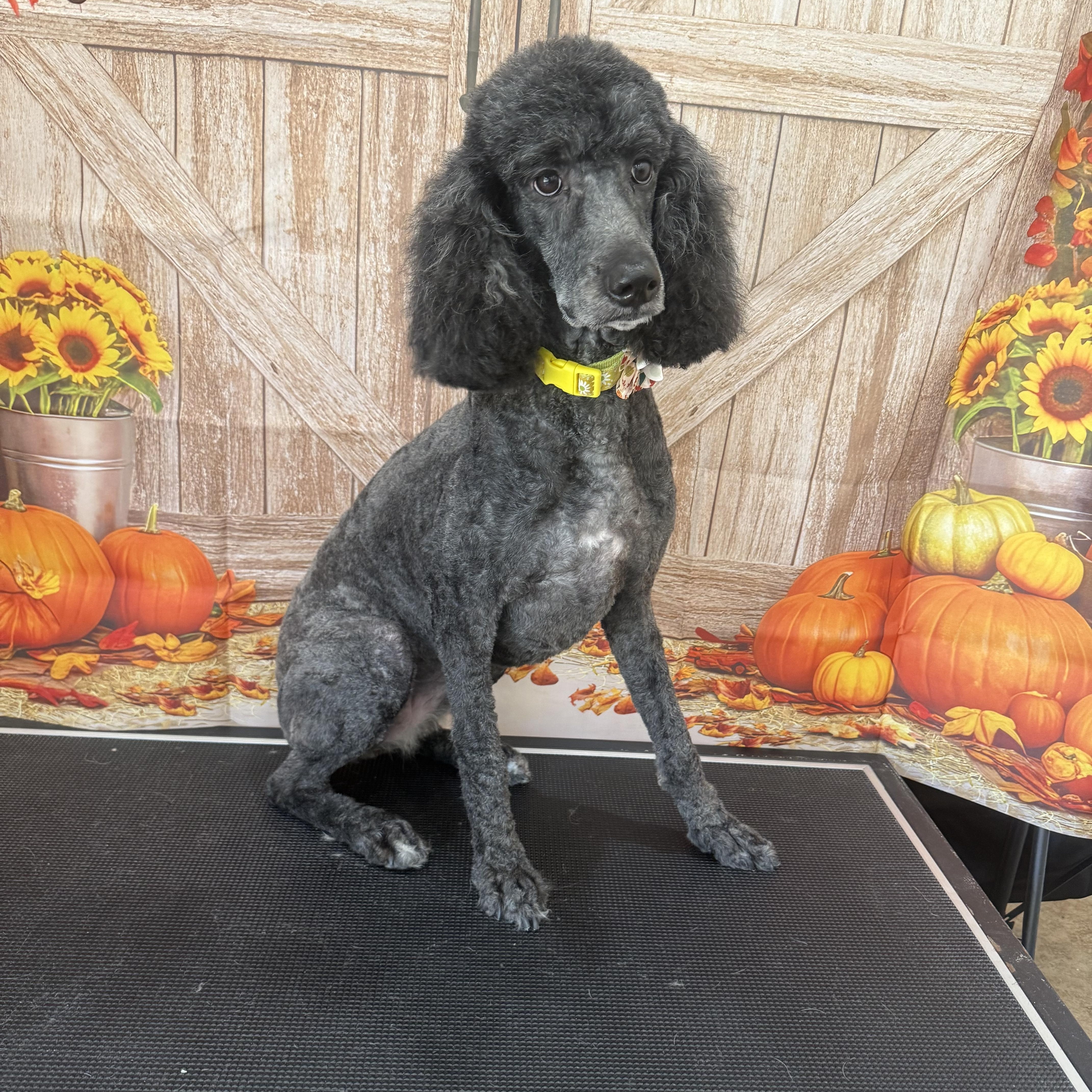An adult medium-sized female Poodle dog named Sophie for adoption in Woodlawn, TN