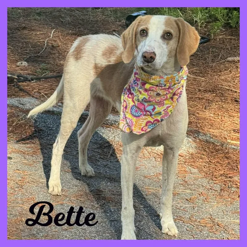 An adult medium-sized female Apricot / Beige Hound dog named Bette for adoption in Sumter, SC