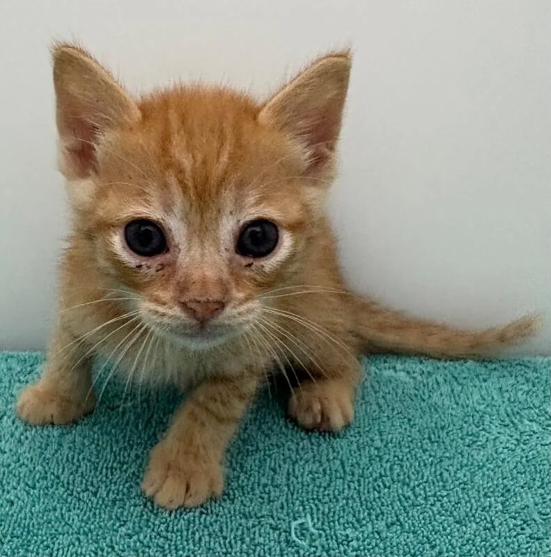 A young medium-sized male Domestic Short Hair cat named Wallabee Beatles for adoption in Katy, TX