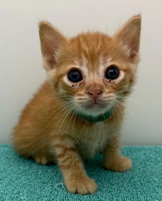 Wallabee Beatles thumbnail 2