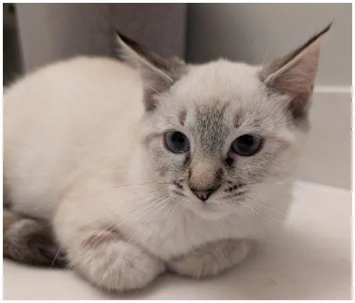 A baby medium-sized female Siamese cat named Magnolia for adoption in Oak Ridge, TN