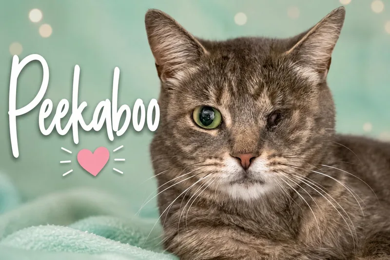 An adult medium-sized female Tabby cat named Peekaboo for adoption in Greenville, DE