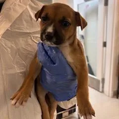 A baby small-sized female Pit Bull Terrier dog named Rainbow for adoption in Los Angeles, CA
