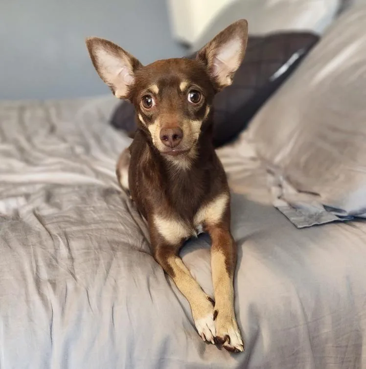 A young small-sized male Brown / Chocolate Chihuahua dog named Briggs for adoption in Mead, CO