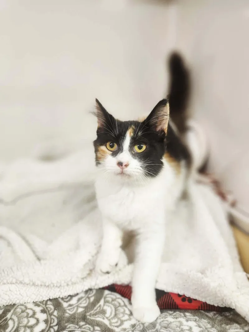 A young medium-sized female White Domestic Medium Hair cat named Cali for adoption in Social Circle, GA