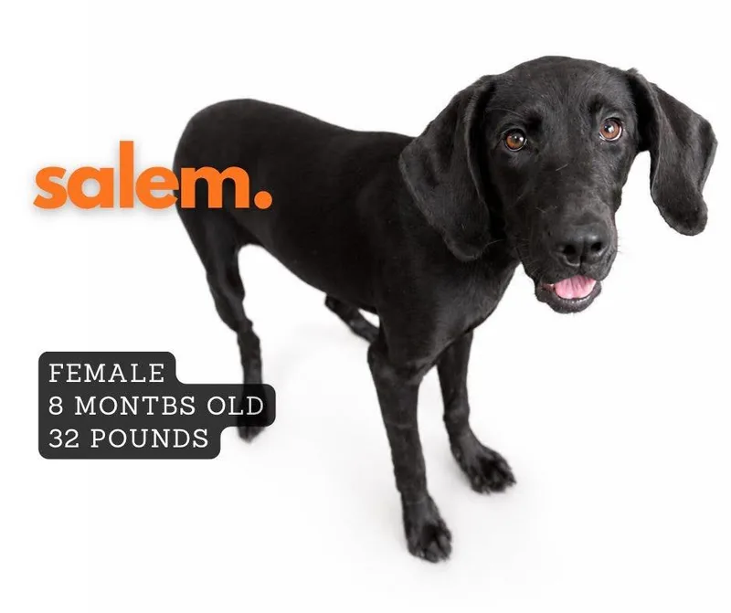 A baby large-sized female Retriever dog named Salem for adoption in Ashland, KY