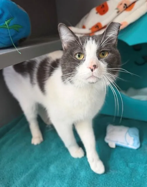 A young medium-sized male Domestic Medium Hair cat named Goose for adoption in Leesburg, VA
