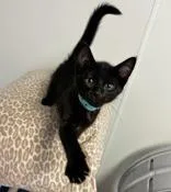 A young medium-sized male Black Domestic Short Hair cat named Blaine for adoption in Portsmouth, OH
