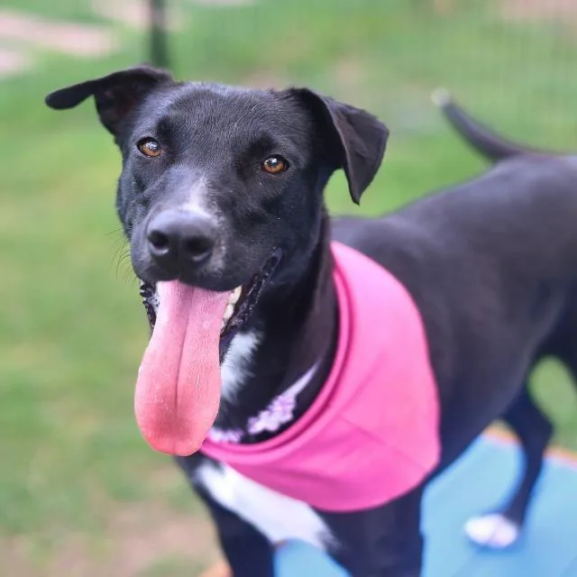 An adult medium-sized female Black Terrier dog named Robinson for adoption in Hagerstown, MD