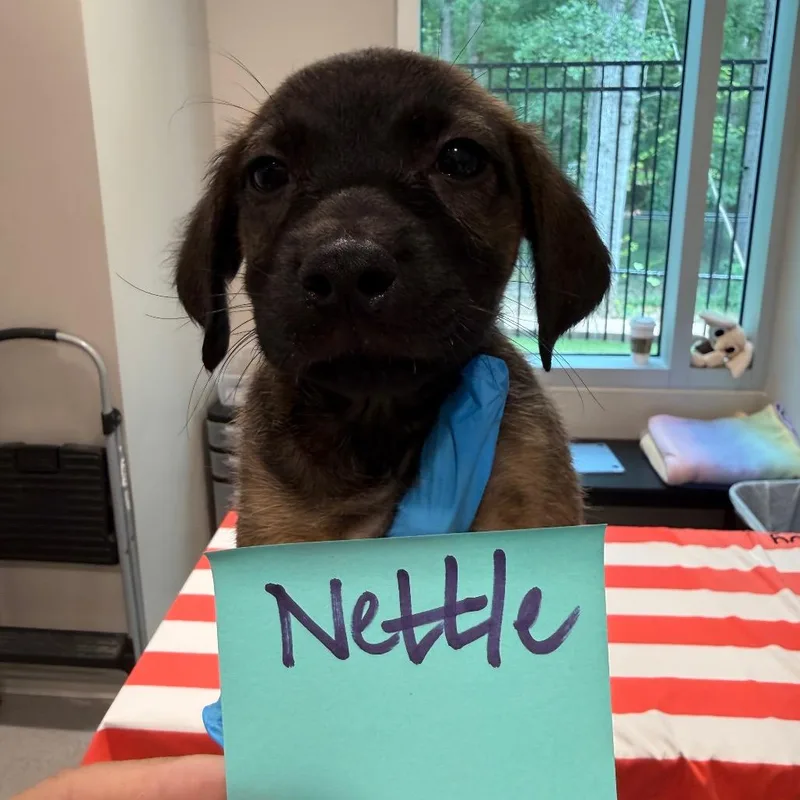 Nettle thumbnail 2
