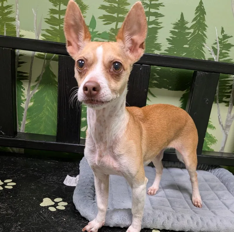 A senior small-sized female Chihuahua dog named Masie for adoption in Logan, UT