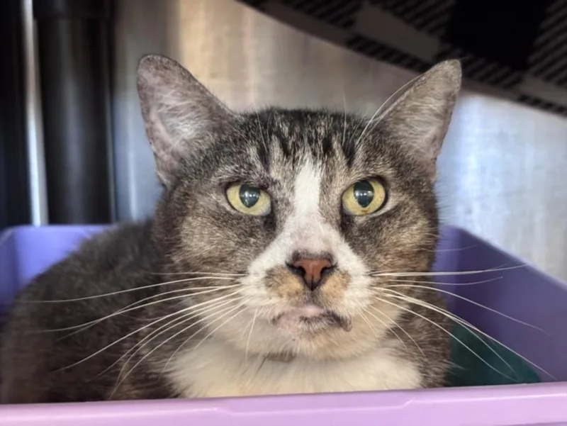 An adult large-sized female Domestic Short Hair cat named Charlotte for adoption in Houston, TX