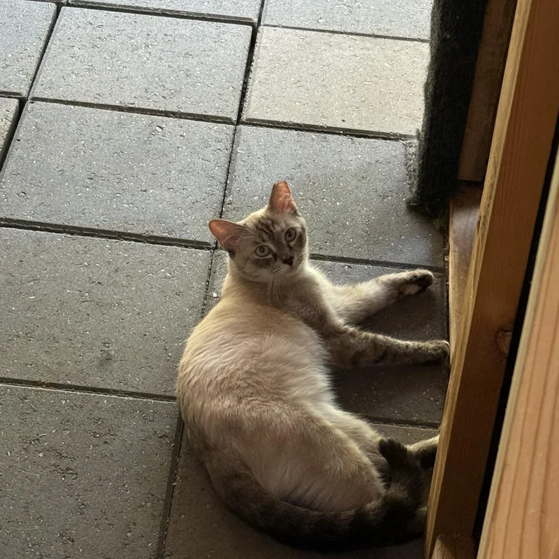 Popper aka "Pretty Little