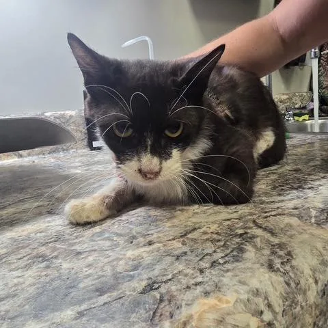 An adult medium-sized male Black Domestic Short Hair cat named Liam U for adoption in Tupelo, MS