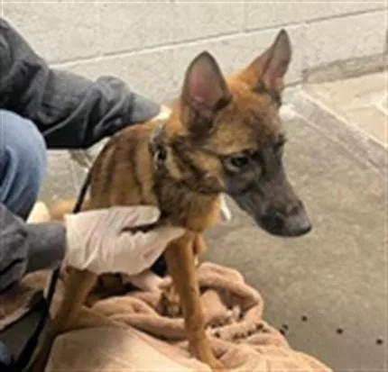 A young medium-sized female German Shepherd Dog dog named Maple for adoption in Los Angeles, CA