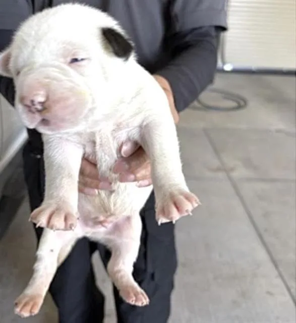A baby small-sized male Pit Bull Terrier dog named Deuce for adoption in Houston, TX