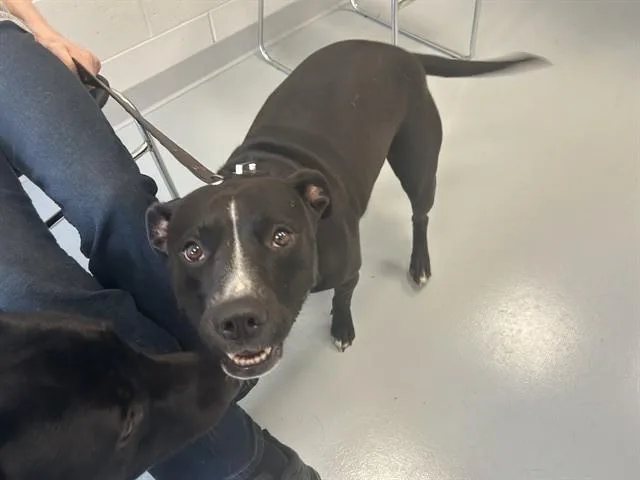 A young large-sized female Pit Bull Terrier dog named Juno for adoption in Ocala, FL