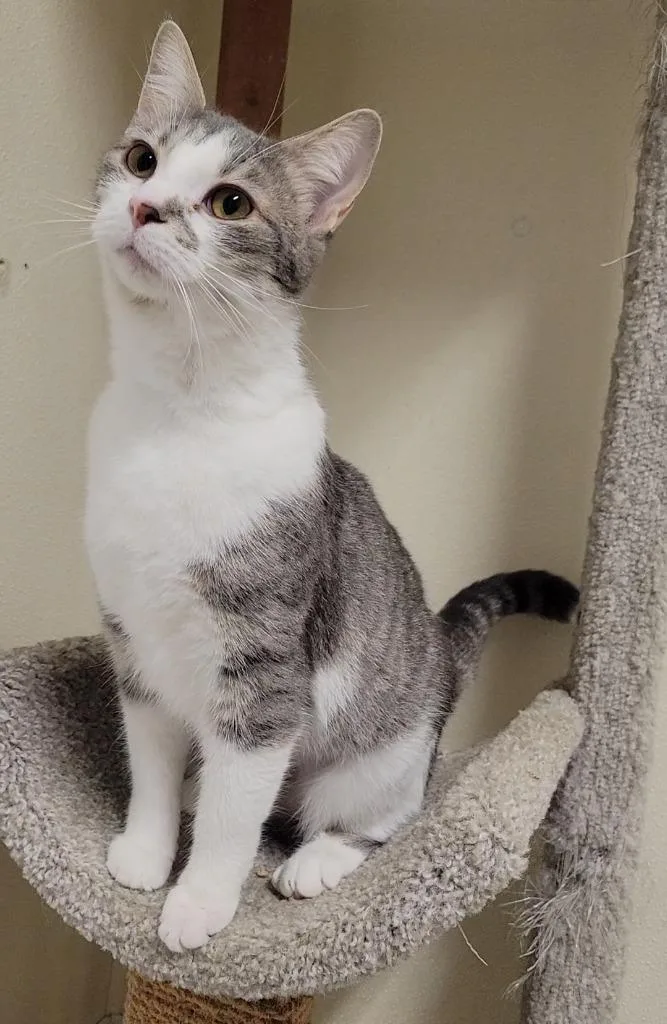 A young medium-sized female Domestic Short Hair cat named Bellini for adoption in Sandusky, OH