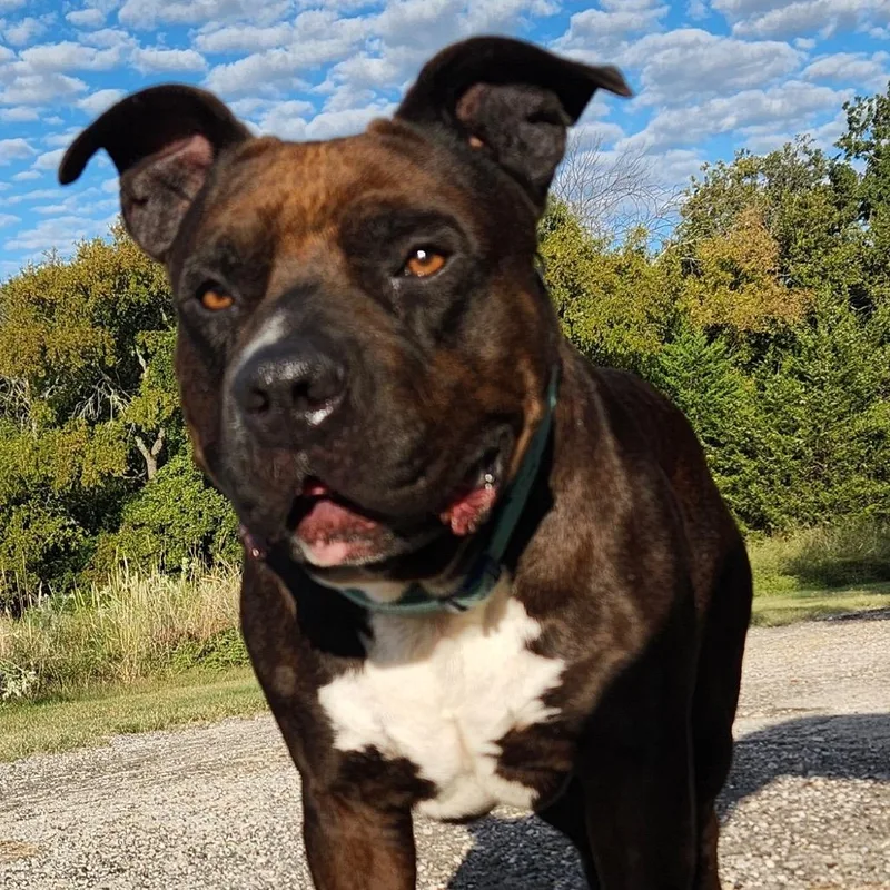 An adult medium-sized male Brindle Pit Bull Terrier dog named Bw for adoption in Dallas, TX