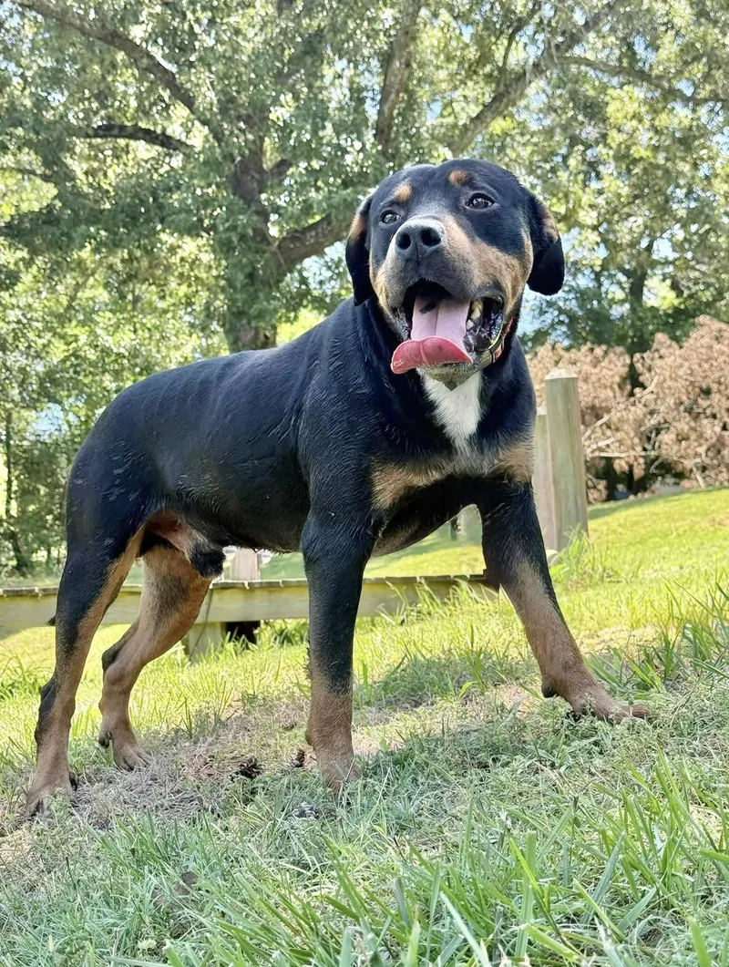 An adult medium-sized male Rottweiler dog named Rocky for adoption in Manchester, CT