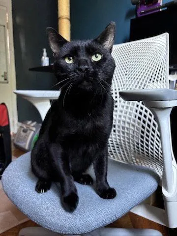 An adult medium-sized male Black Domestic Short Hair cat named Dale Cooper for adoption in Brooklyn, NY