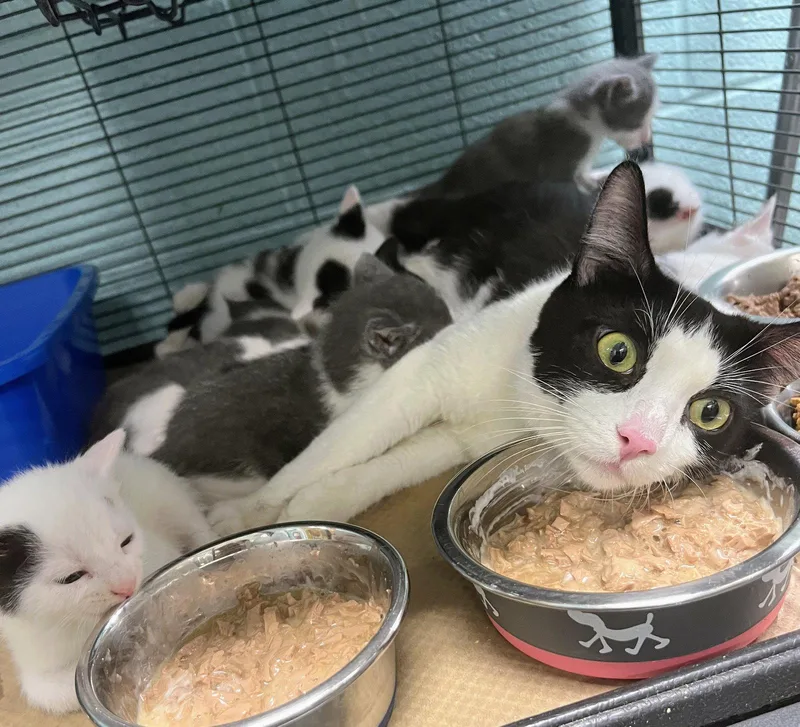 An adult medium-sized female Black & White / Tuxedo Domestic Short Hair cat named Nobska for adoption in Trenton, NJ