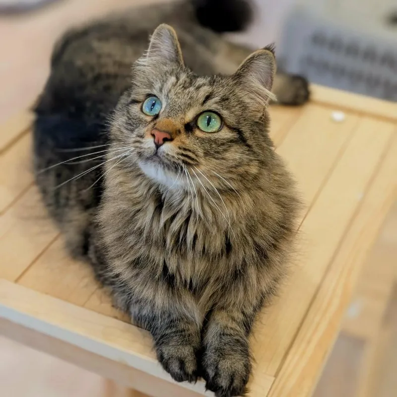Rambo thumbnail 2