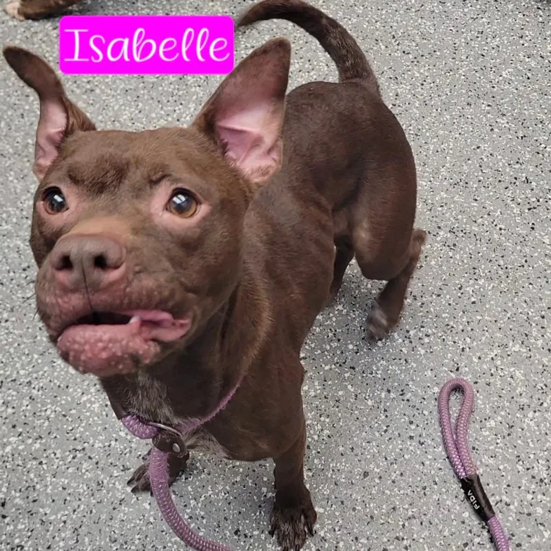 An adult medium-sized female Brown / Chocolate Pointer dog named Isabelle for adoption in Parkersburg, WV