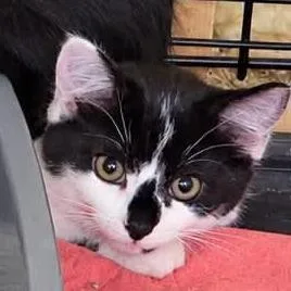 A baby small-sized female Black Domestic Short Hair cat named Whip for adoption in Park Falls, WI