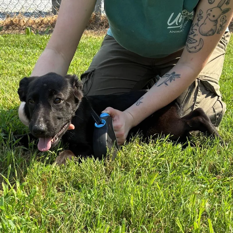A baby small-sized female Black Labrador Retriever dog named Ash for adoption in Morganfield, KY