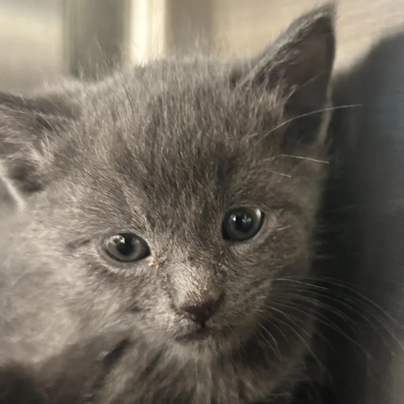 A baby small-sized male Gray / Blue / Silver Domestic Medium Hair cat named Charles for adoption in Madisonville, TN
