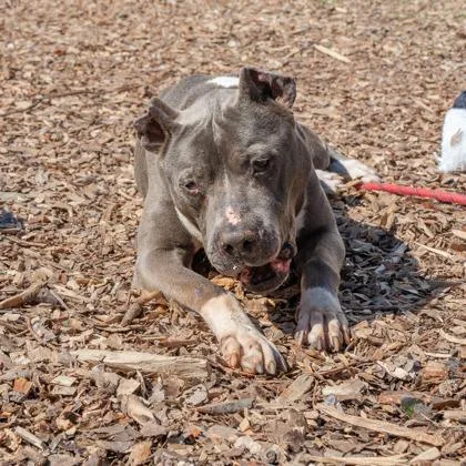 A senior large-sized male Mixed Breed dog named Birdsong for adoption in Chamblee, GA