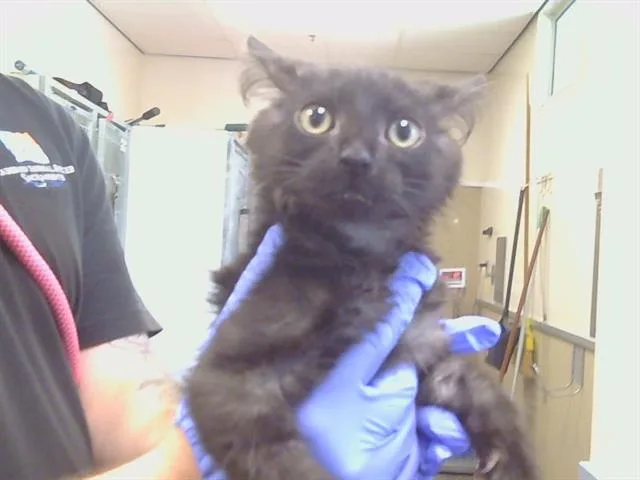 A baby small-sized male Domestic Medium Hair cat named A for adoption in Sacramento, CA